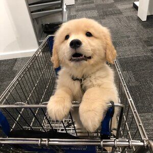 Meet your Posher, Yadi